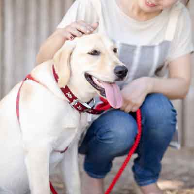 犬のしつけ