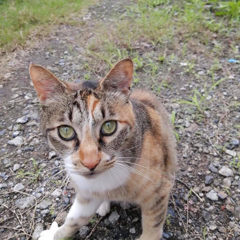 きじちゃん